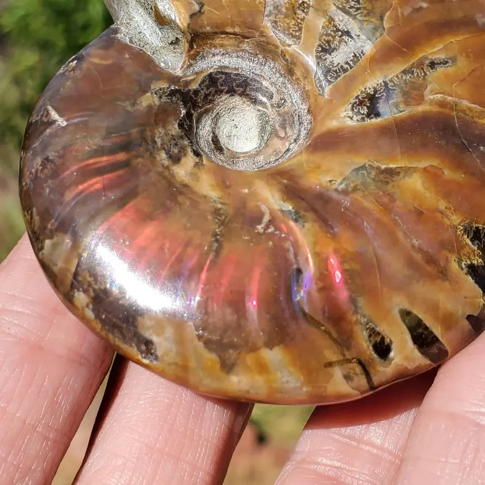 Ammonite Fossil Iridescent Rainbow Color Burst 164 Grams